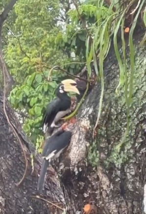 Hornbill Nesting in Singapore: A Rare Backyard Visitor