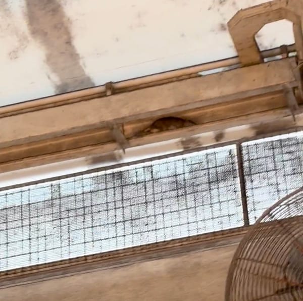 Rat at Telok Blangah Food Centre
